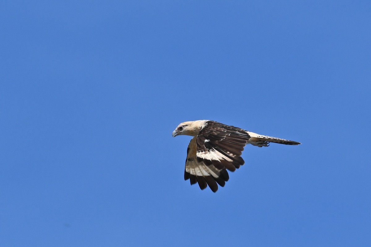 Caracara à tête jaune - ML636825408