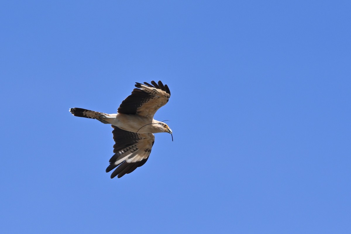 Caracara à tête jaune - ML636825409