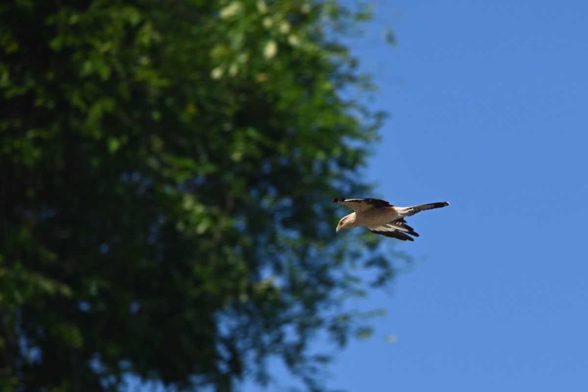 Caracara à tête jaune - ML636825410