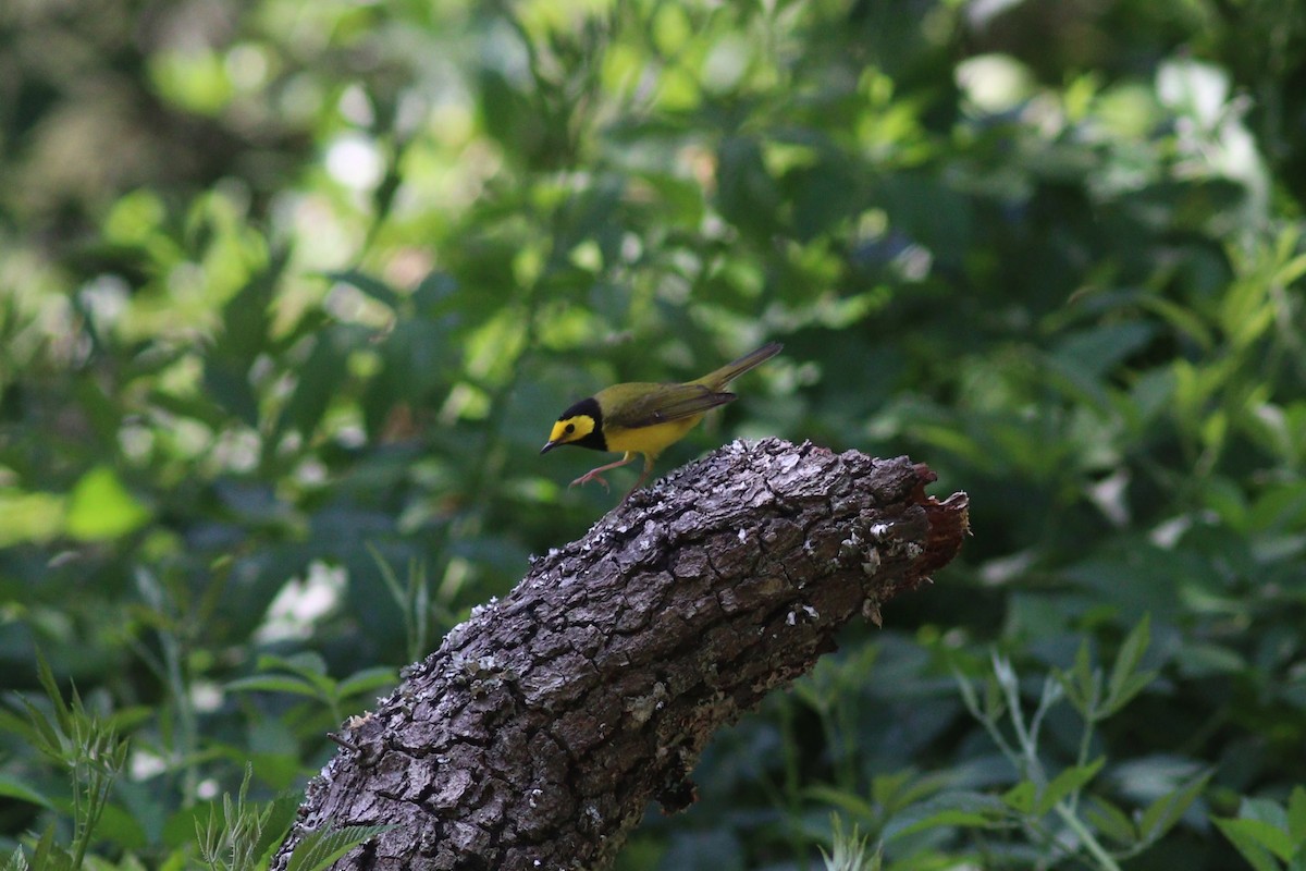 Hooded Warbler - ML636825414
