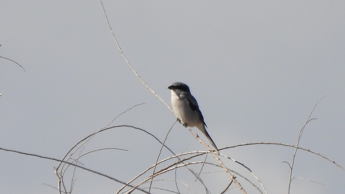 Loggerhead Shrike - ML636825444