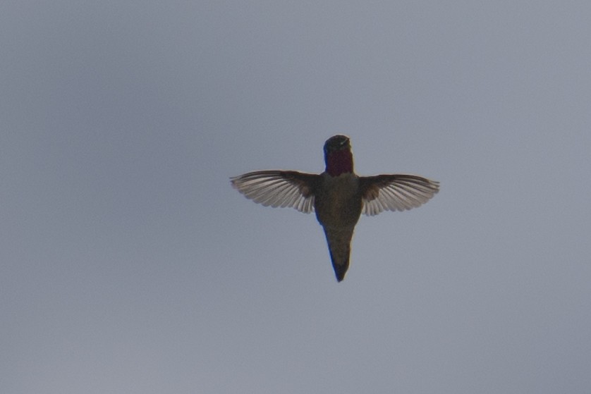 Broad-tailed Hummingbird - ML636825508