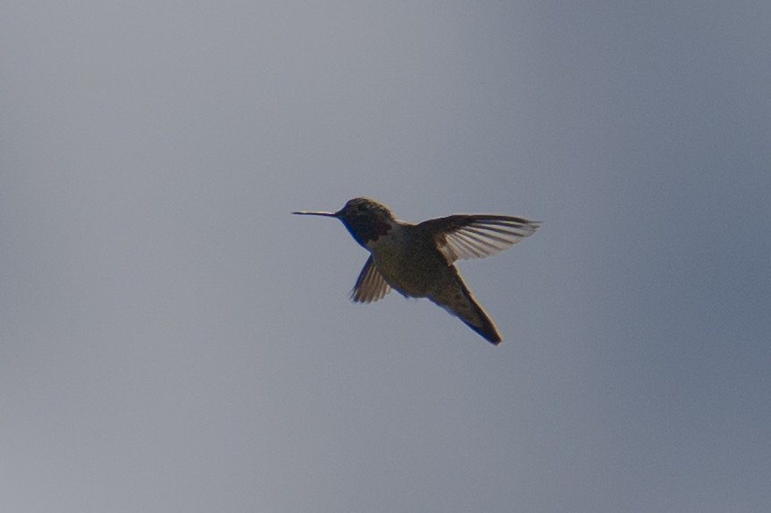 Broad-tailed Hummingbird - ML636825526