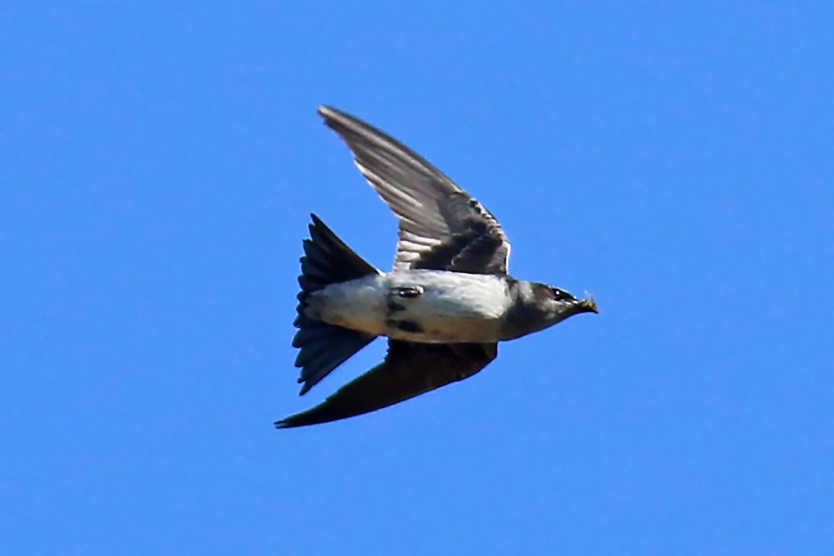 Purple Martin - ML636825625