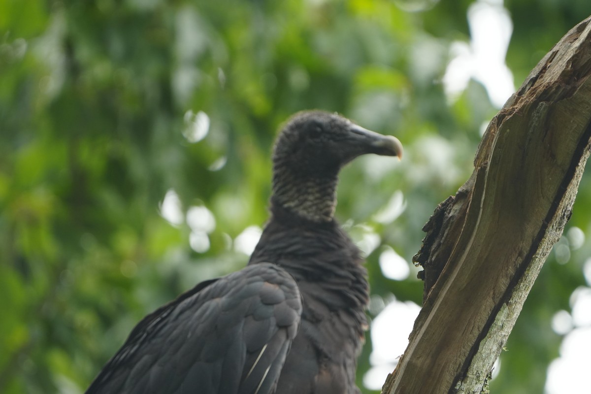 Black Vulture - ML636825645