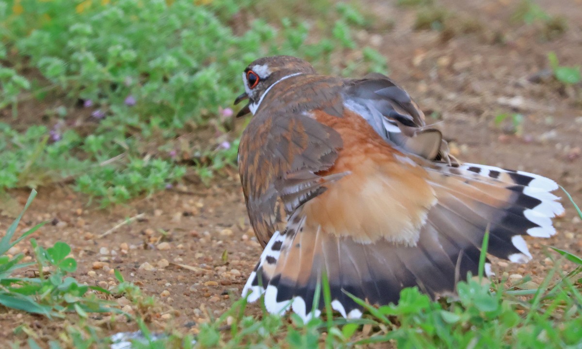 Killdeer - ML636825690
