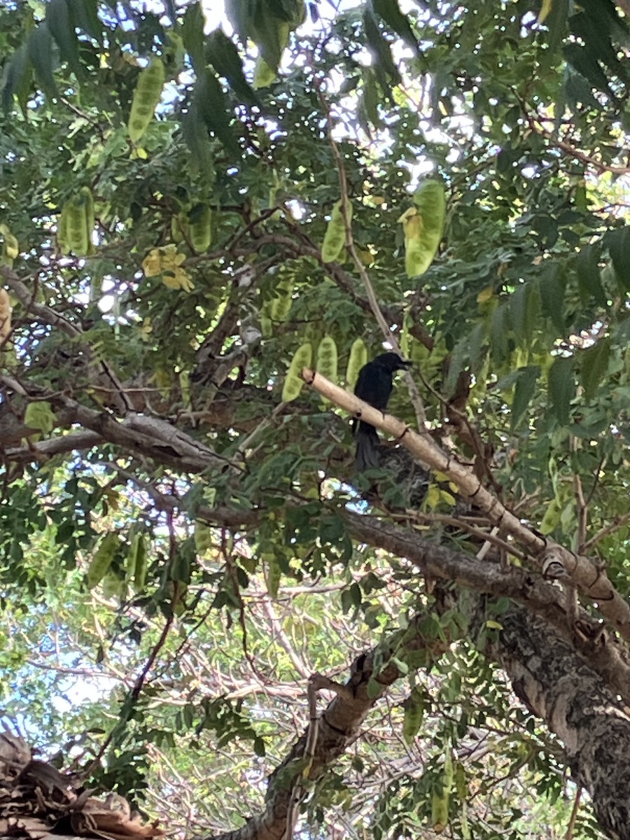 Crested Drongo - ML636825718