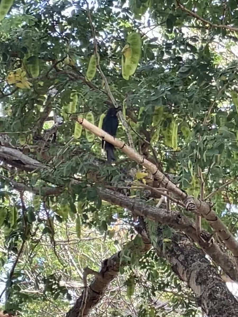 Crested Drongo - ML636825773