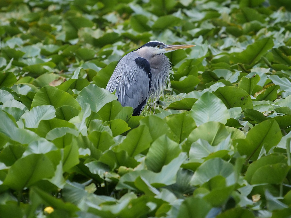 Great Blue Heron - ML636825789