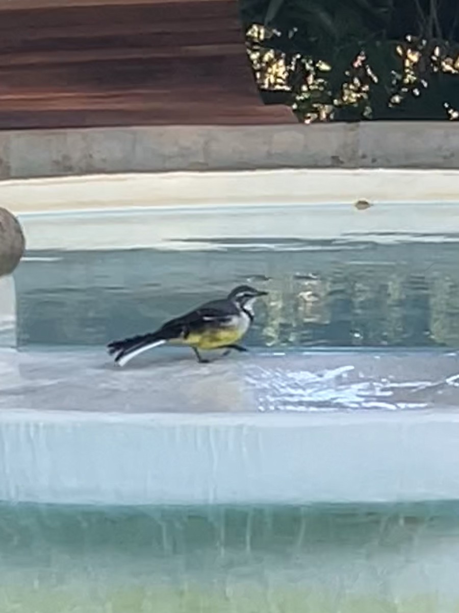 Madagascar Wagtail - ML636825790