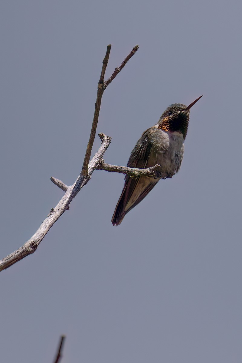 Broad-tailed Hummingbird - ML636825837