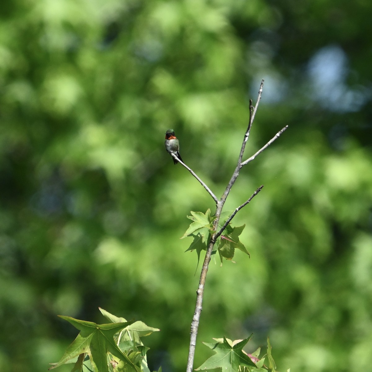 kalypta rubínohrdlá - ML636825887