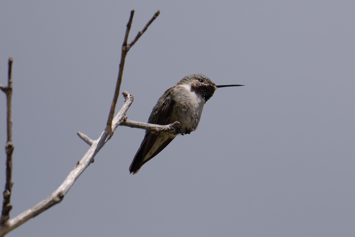 Broad-tailed Hummingbird - ML636825919