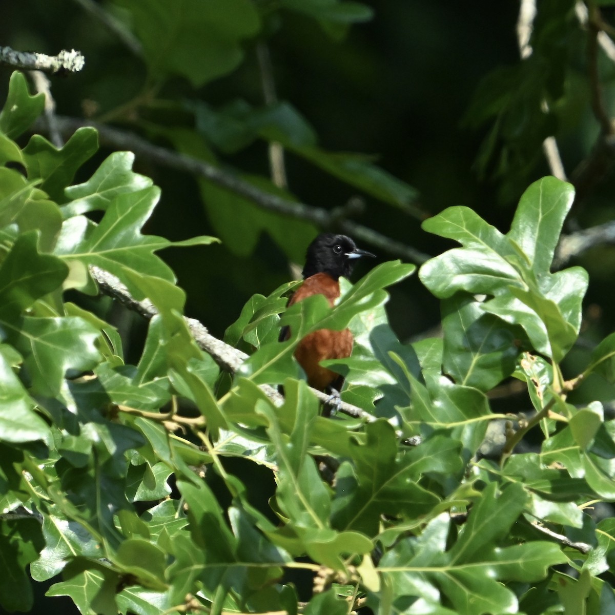 Orchard Oriole - ML636825922