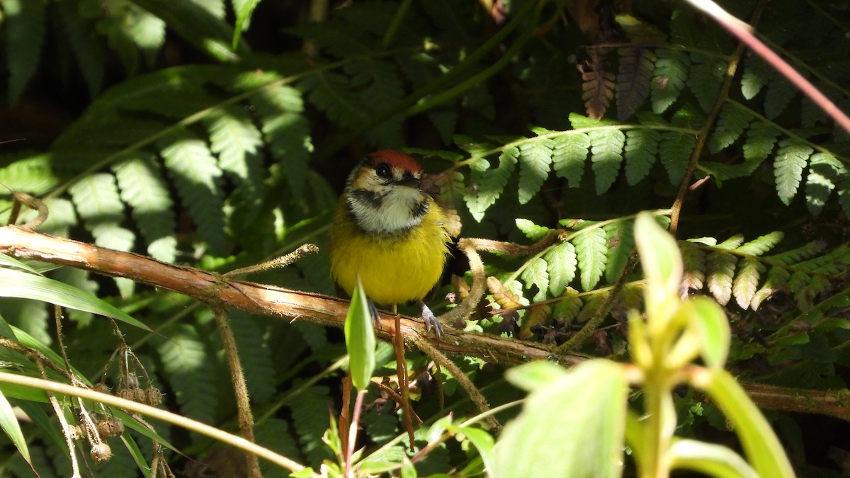 Rufous-crowned Tody-Flycatcher - ML636826041