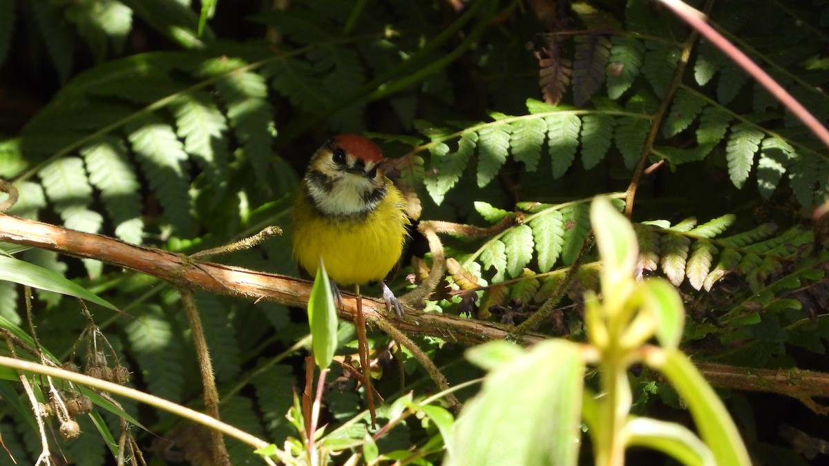Rufous-crowned Tody-Flycatcher - ML636826044