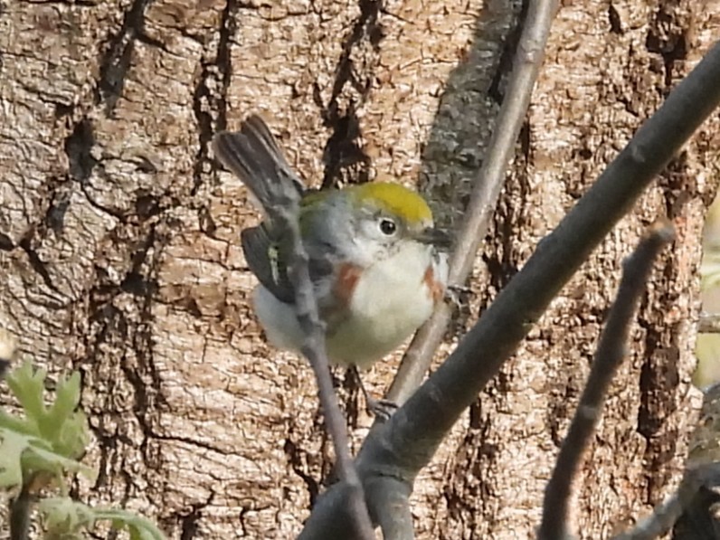 Chestnut-sided Warbler - ML636826070