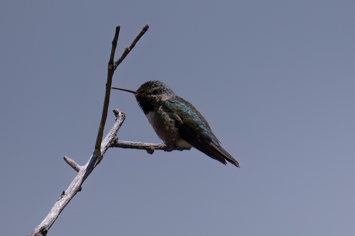 Broad-tailed Hummingbird - ML636826110