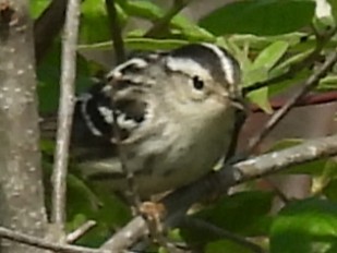 Black-and-white Warbler - ML636826136