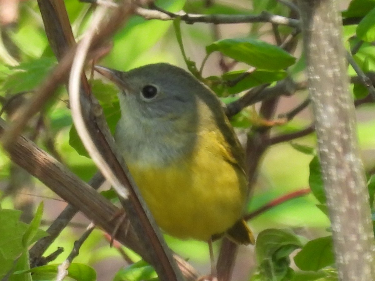 Mourning Warbler - ML636826154