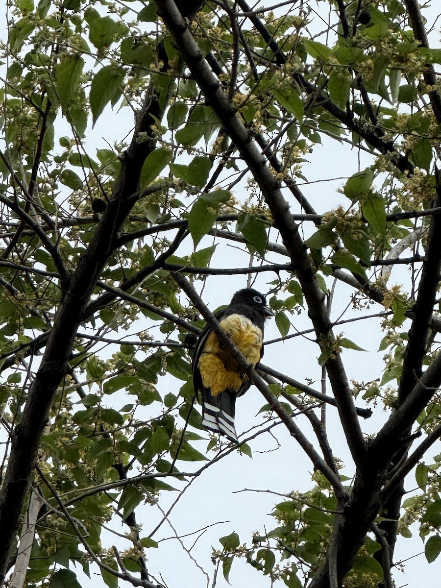 Black-headed Trogon - ML636826263