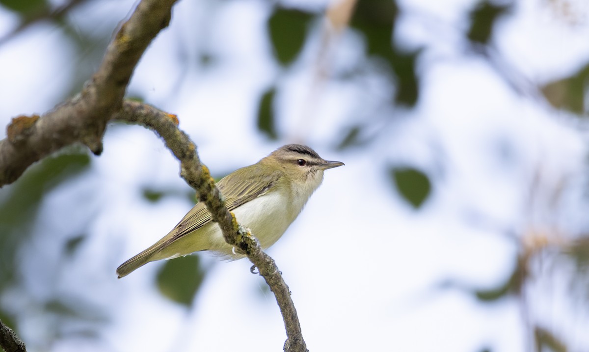 zelenáček červenooký - ML636826453