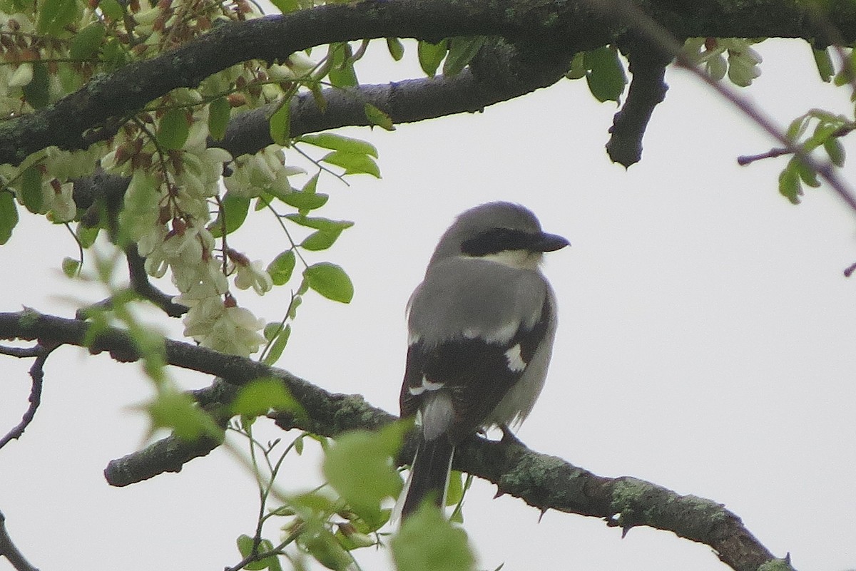 Loggerhead Shrike - ML636826465