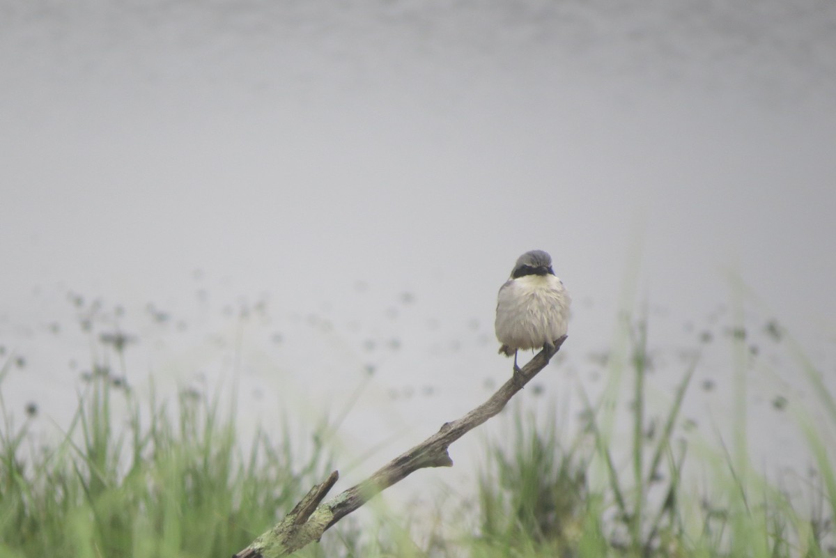 Loggerhead Shrike - ML636826467