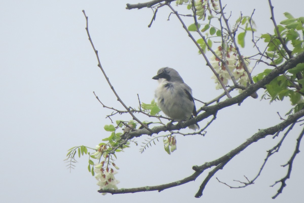 Loggerhead Shrike - ML636826469