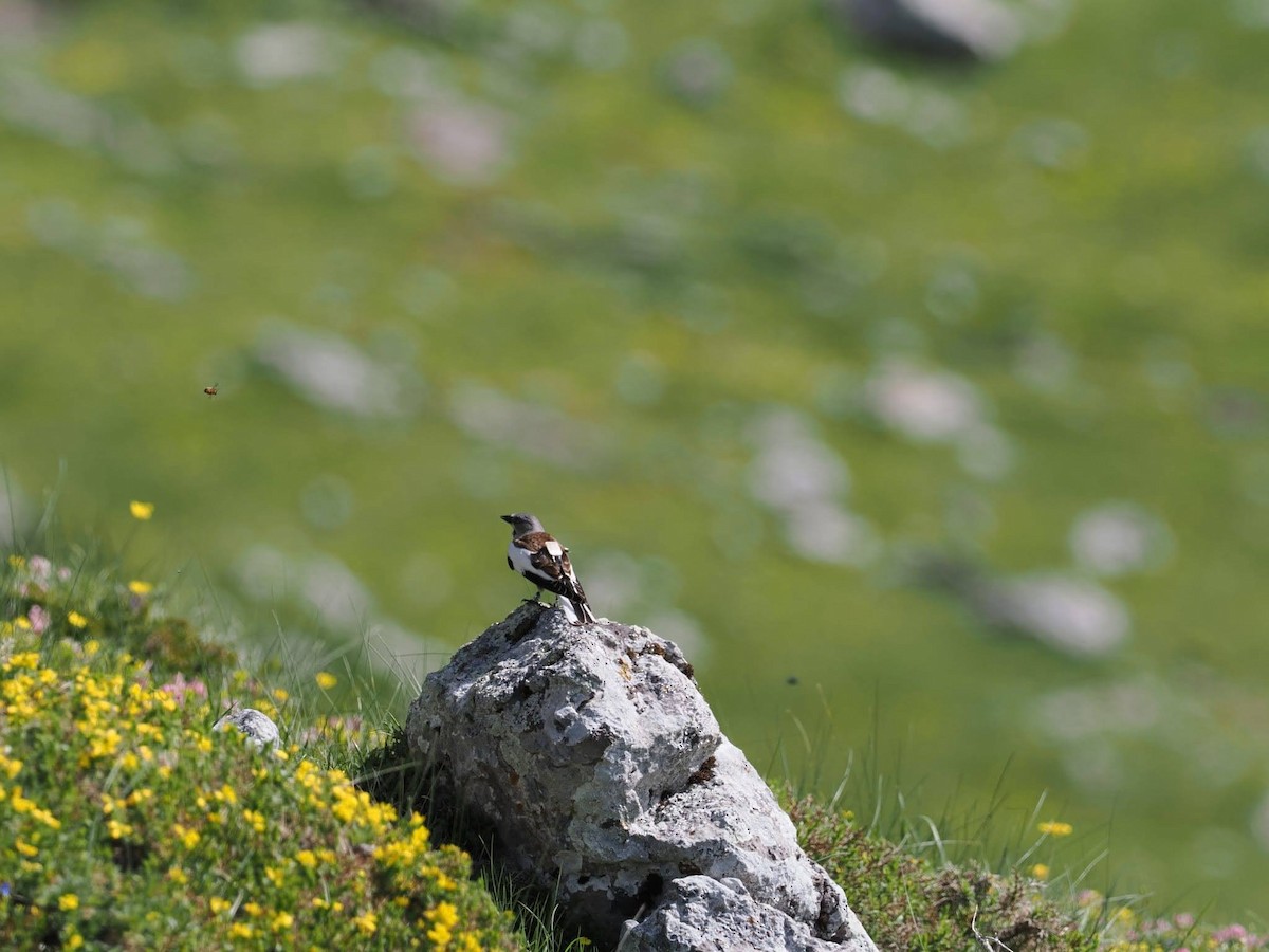 White-winged Snowfinch - ML636826481