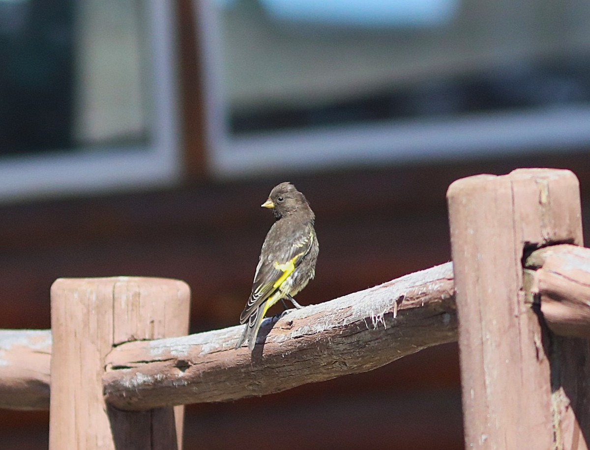 Black Siskin - ML636826574