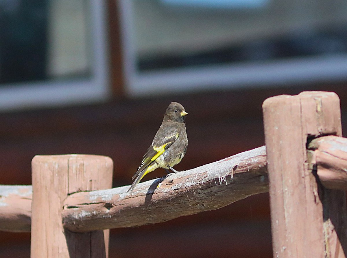Black Siskin - ML636826575