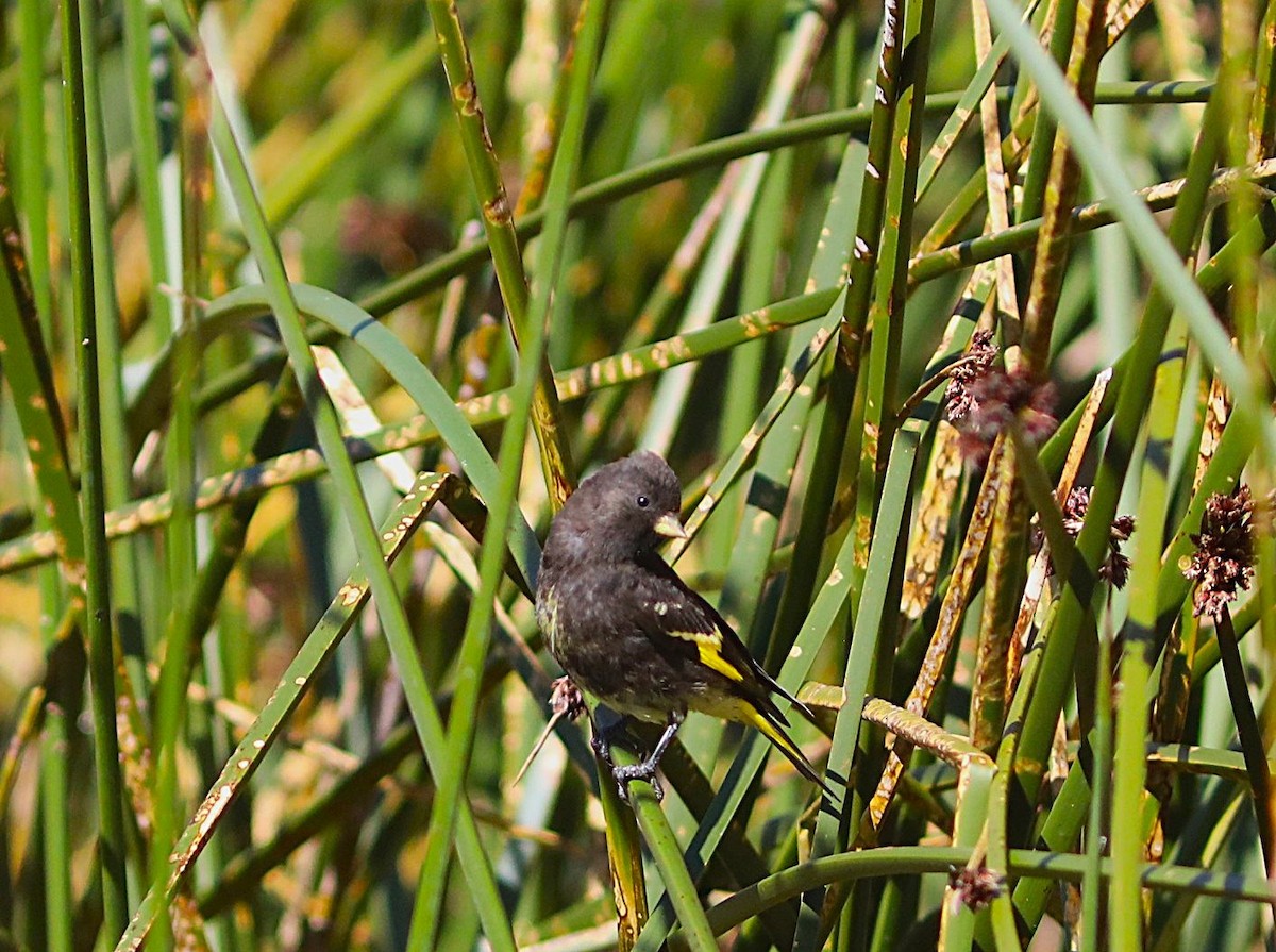 Black Siskin - ML636826576