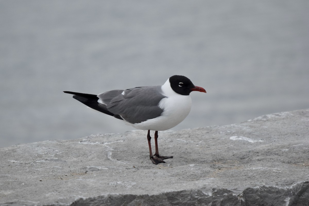 Laughing Gull - ML636826577