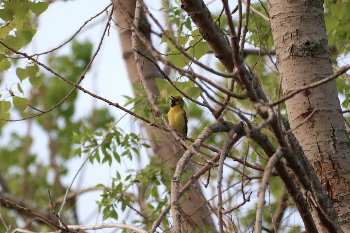 Orchard Oriole - ML636826607