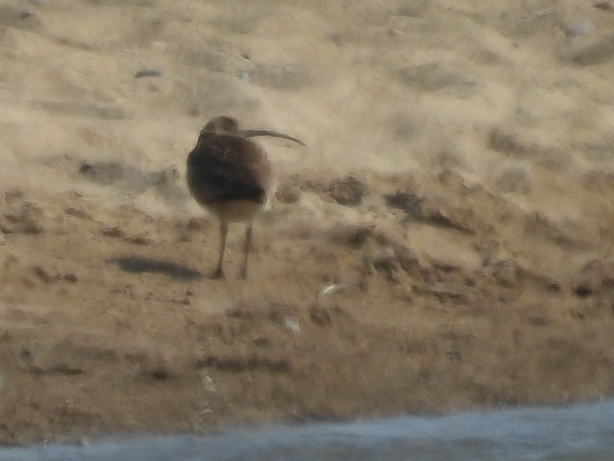 Hudsonian Whimbrel - ML636826610