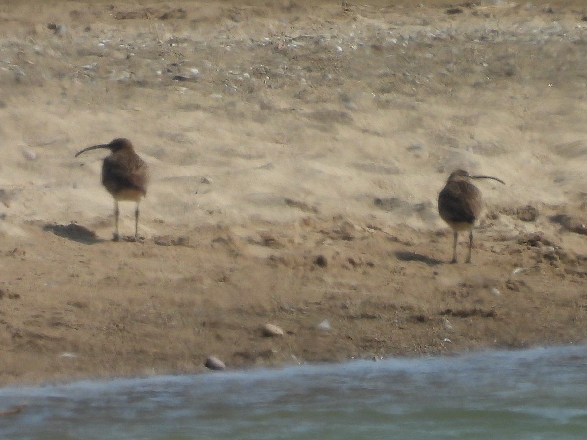 Hudsonian Whimbrel - ML636826612