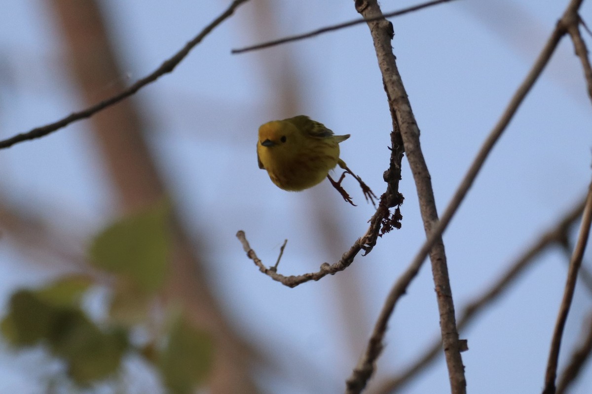 Yellow Warbler - ML636826661