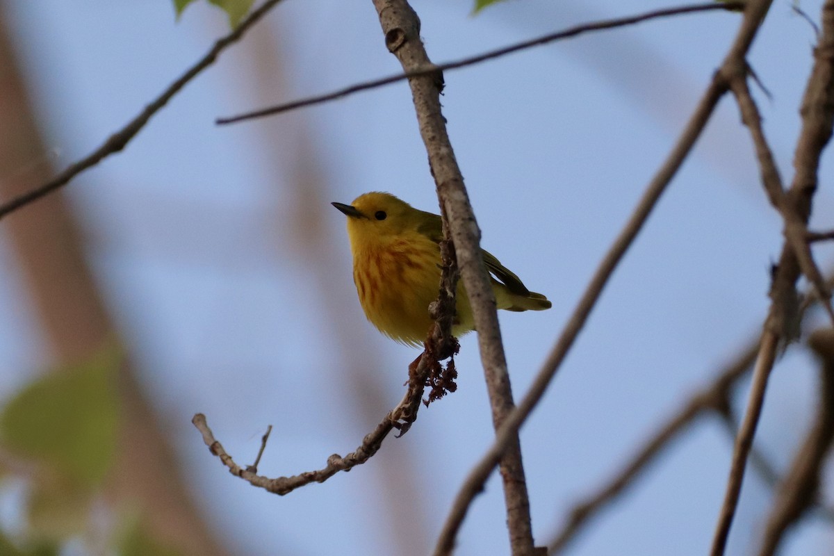 Yellow Warbler - ML636826662
