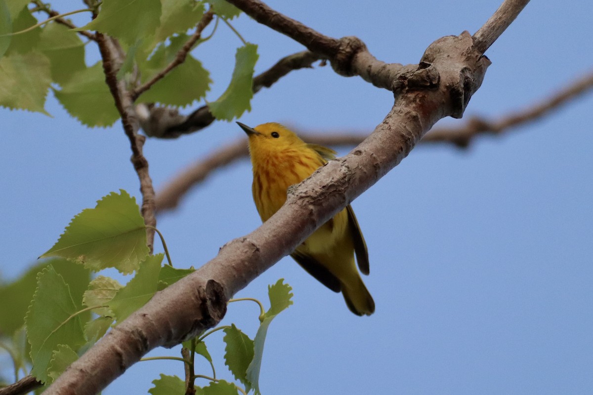 Yellow Warbler - ML636826663
