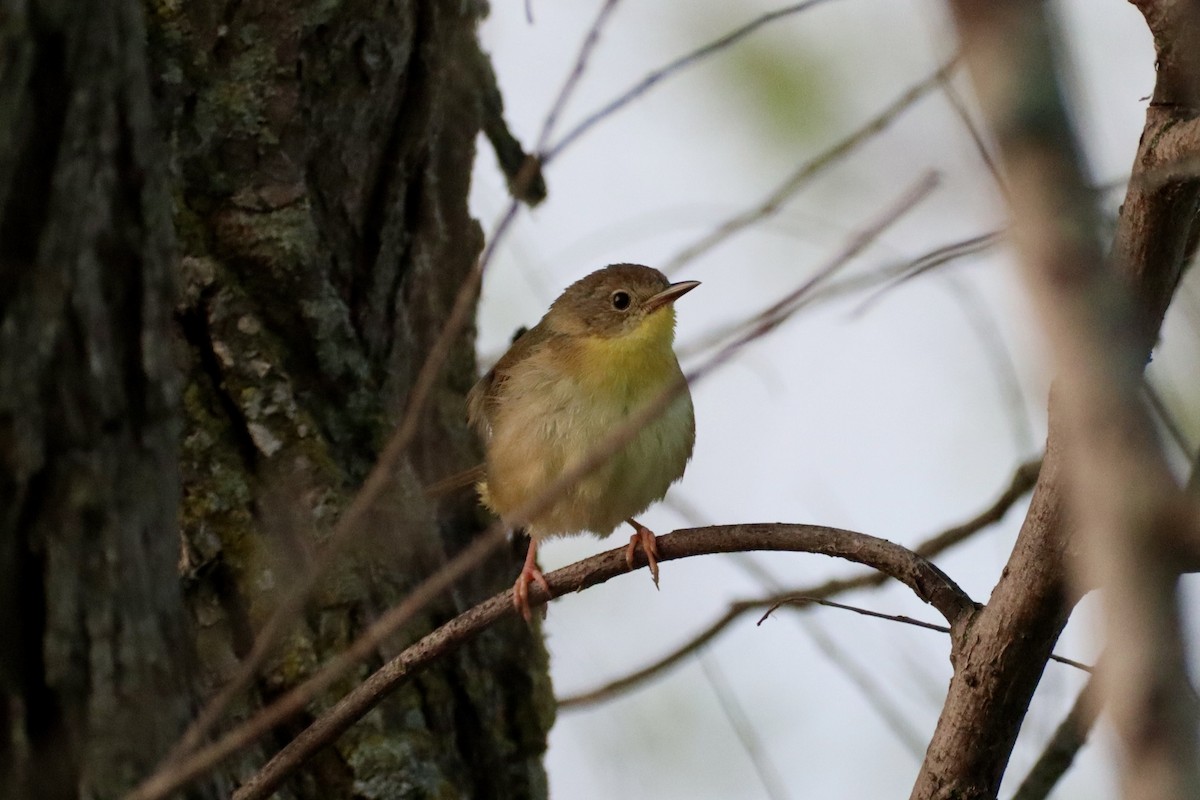 Common Yellowthroat - ML636826676