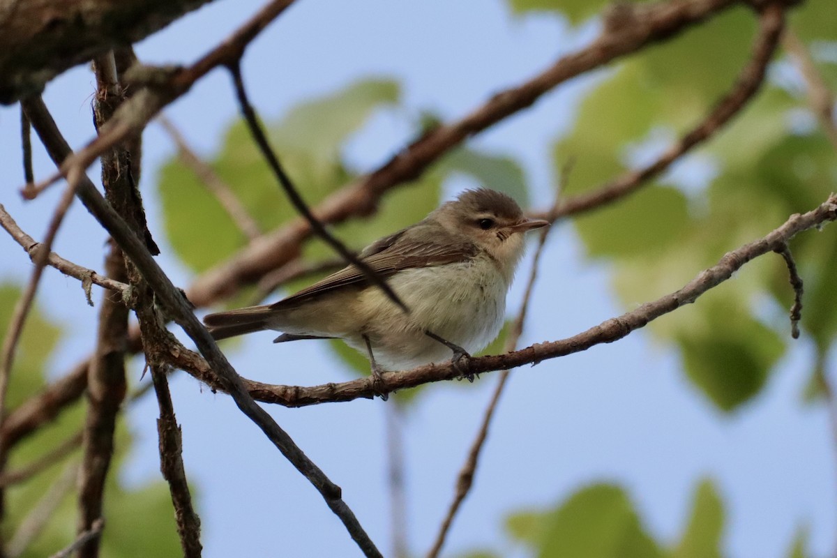 Warbling Vireo - ML636826695