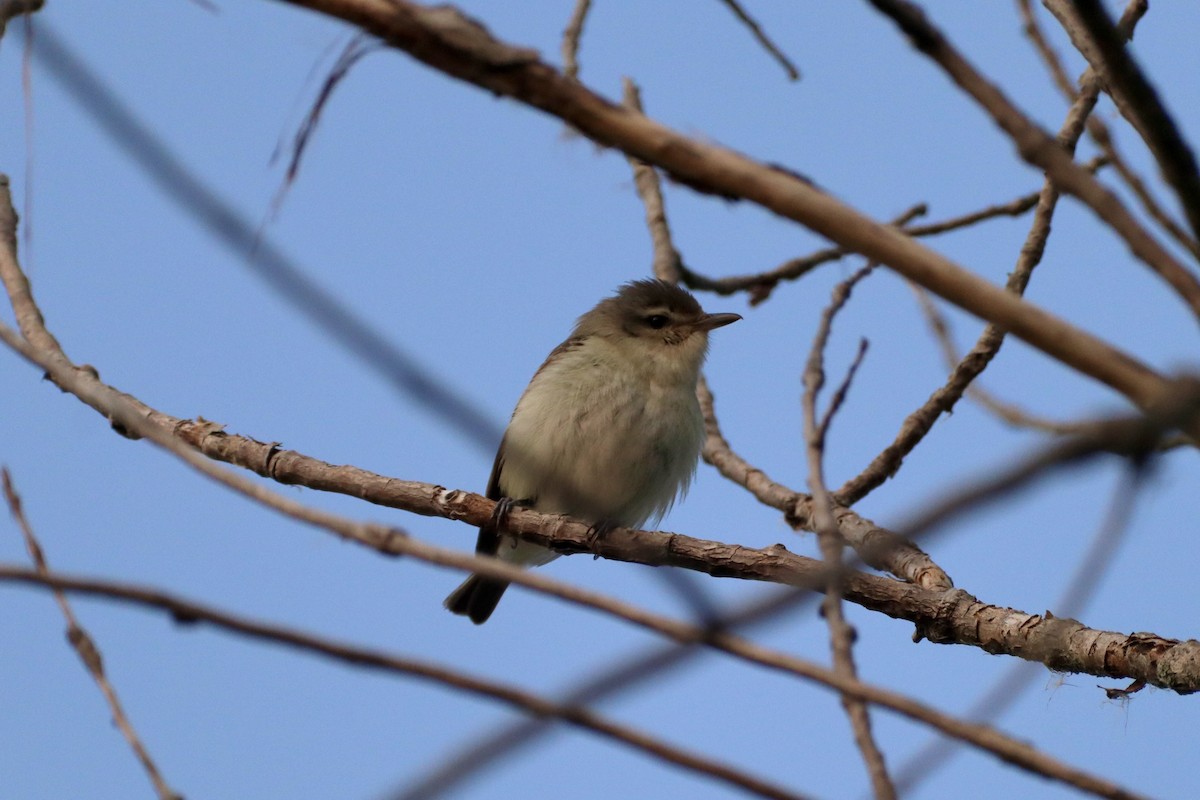 Warbling Vireo - ML636826696