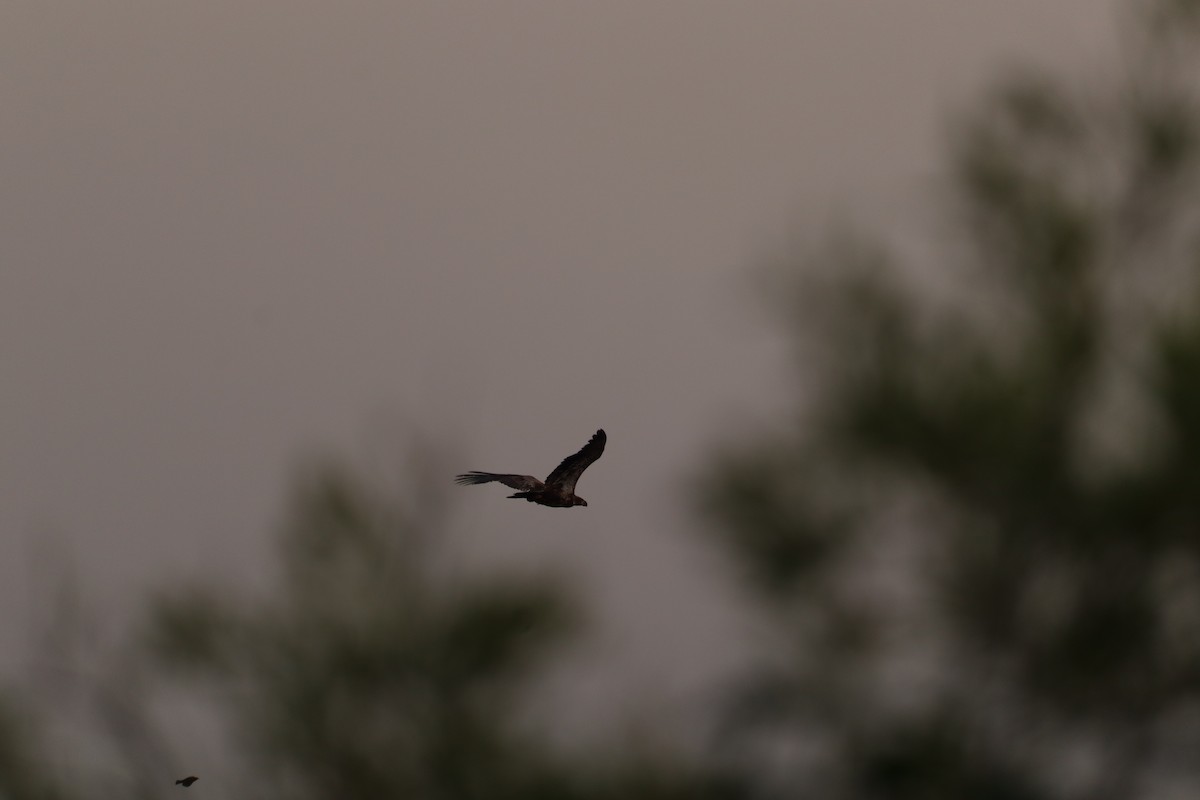 Bald Eagle - ML636826710