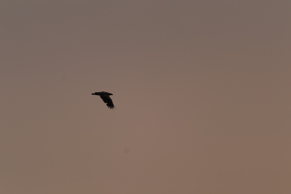 Bald Eagle - ML636826711