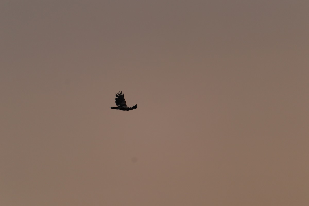 Bald Eagle - ML636826712
