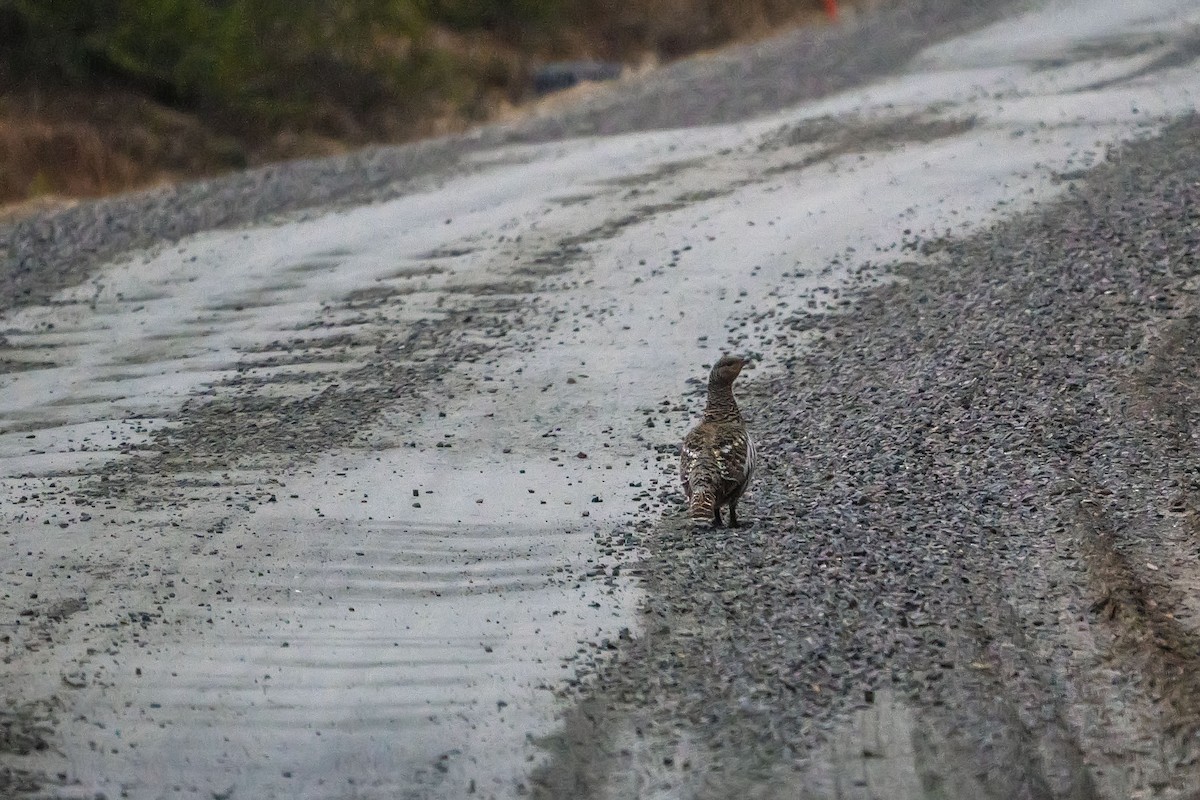 Western Capercaillie - ML636826739