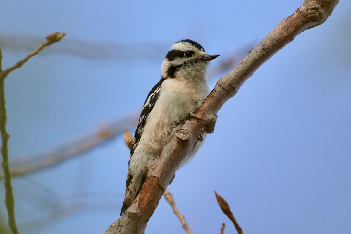 Downy Woodpecker - ML636826746