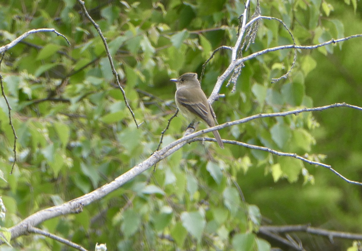 tyranovec vrbový - ML636826798