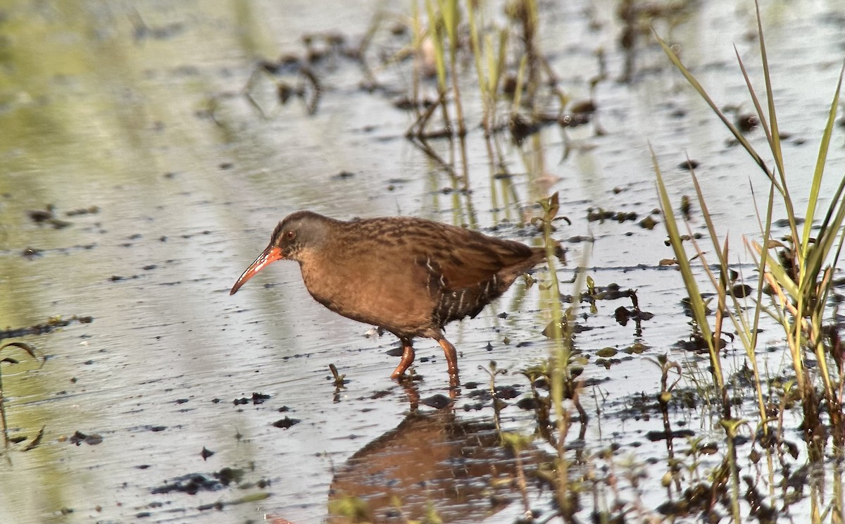 Virginia Rail - ML636826815